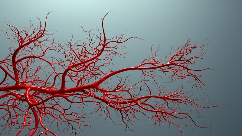 Grant to study blood vessels and lymphatics in PKD