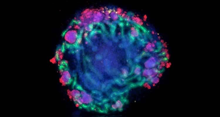 Organoids - the human kidney structures grown in a lab