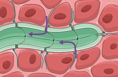 Lymphatic vessel draining spaces between cells