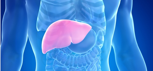 An illustration of a semi-transparent body in shades of blue, organs just about visible, with liver highlighted in pink
