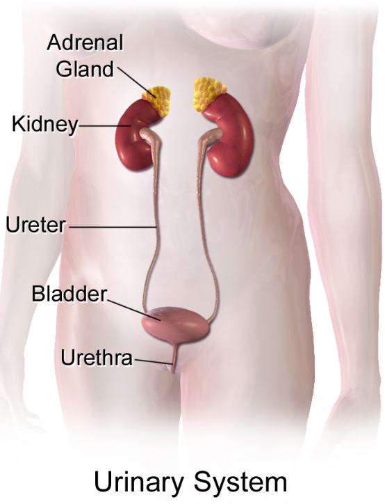 A diagram showing the urinary system, which sits in the bottom half of the abdomen. Two kidneys sit above the bladder. Each kidney is connected to the bladder by a tube called a ureter. A tube at the bottom of the bladder, called the urethra, carries urine to the outside of the body.