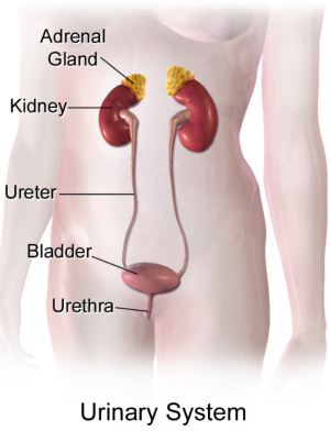 A diagram showing the urinary system, which sits in the bottom half of the abdomen. Two kidneys sit above the bladder. Each kidney is connected to the bladder by a tube called a ureter. A tube at the bottom of the bladder, called the urethra, carries urine to the outside of the body.