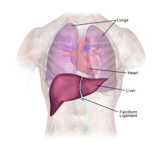A picture showing the liver in the body. Your liver sits under your ribs, mainly on the right side of the body.